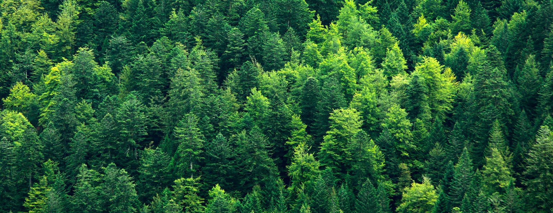 hnt-mischwald-001-adobestock-92788507