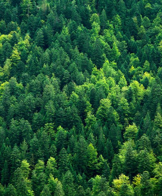 hnt-mischwald-001-adobestock-92788507
